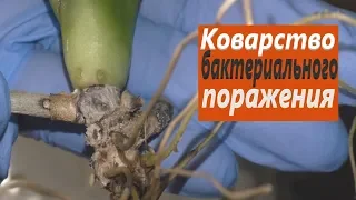 Бактериоз.  Бактериальная гниль на орхидее фаленопсис.