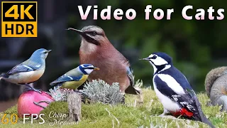 Love in the Forest: 10 Hours of Love in the Forest with Birds for Cats to Watch (4K HDR)