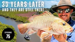 30 YEARS AND THEY ARE STILL THERE! MANGROVE JACK FISHING in the REDLANDS - Ep 75