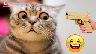 Best Funny Animals 2024 😂 Funniest Dogs and Cats Videos 😻🐶 part 90