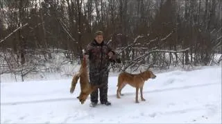 Охота на лису с русской гончей Баян вл. Шамгин А.Ю.