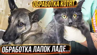 Трюфля напрашивается на добрые ручки🤪Бим очень скучал по мне😒Готовлю котят к вакцинации!!!