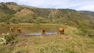 P169 Rancho con sorprendente cosecha de agua y resultados.