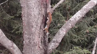 Red Squirrel