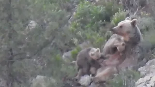 Bu Görüntüler Türkiye'de İlk / Anne Ayı Yavrularını Emziriyor / Mother Bear Feeds Her Cubs