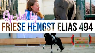 VLOG #57 Checking out some handsome Friesian stallions at Peter Spahn + ENGL SUBS | felinehoi