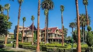 New palm trees on Palm Drive