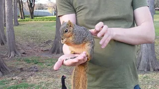 How to pick up a wild squirrel without being bitten.