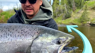 Catching Alaska King Salmon Fishing in Ninilchik River