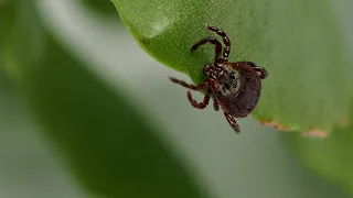 Ant pheromones may help protect hikers and campers from ticks
