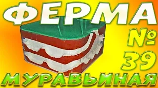 Как сделать муравьиную ферму своими руками из гипса и пищевого контейнера #2