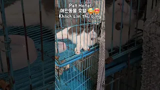 🇻🇳🐶🏨 Pet Hotel | 애완동물 호텔 | Khách sạn thú cưng