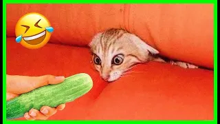 Funniest Cats And Dogs Videos 😁 - Best Funny Animal Videos 2024 🥰#3