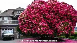 Красивые деревья (beautiful trees)