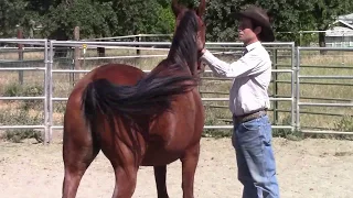 Building Confidence with the Kill Pen Rescue Horse, Mike Hughes, Auburn California