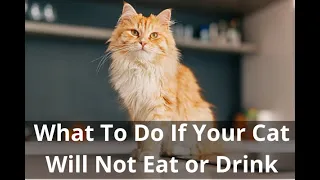Help! My Cat Won’t Eat Or Drink! What To Do When Kitty Refuses To Eat or Drink
