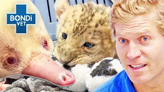 What is THAT?! 😳 Not Your Average Patient! | Bondi Vet Compilations | Bondi Vet