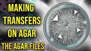 The Agar Files - Making Transfers on Agar