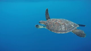 Maui Ocean Center Turtle Release 2017