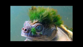 Top 10 Animals You Won’t Believe Exist!!!!