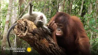 A Cute Orangutan & Macaque Form a Unique Friendship 🙃 Orangutan Jungle School | Smithsonian Channel