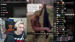 xQc Reacts to The Coolest Orangutan Ever