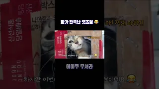 아지트를 서로 차지하려는 고양이들 싸움?? #고양이 #cat