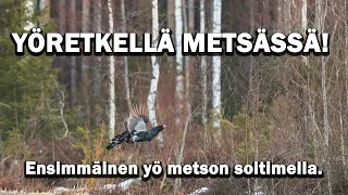 YÖTÄ METSÄSSÄ.