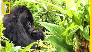 Searching for Rwanda's Famed Mountain Gorillas | National Geographic