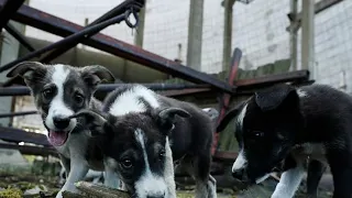 Estudio revela que los perros callejeros de Chernobyl son genéticamente distintos