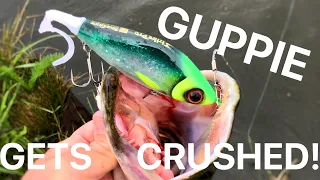 Pike Fishing with the StrikePro Guppie Jr! (it gets hammered)