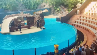 Loro Parque - Tenerife - Sea Lions - Show - HD