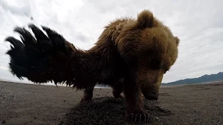 GoPro: Grizzly Bear Slap in Alaska