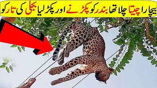 Animals Getting Electric Shock | Animals Vs Electricity | Expose Universe