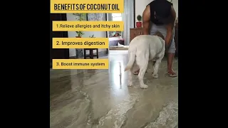 Benefits Of Coconut Oil For Dogs