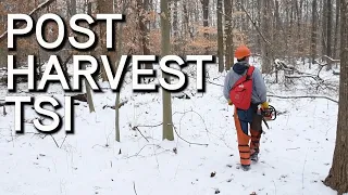 Timber Stand Improvement | Post-Harvest TSI