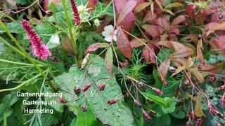 Stauden die ab August blühen. Gartenrundgang im Gartenraum Harmeling.