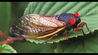 Brood X Cicadas Class of 2021