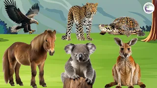 Funniest Animal Sounds In Nature: Eagle, Leopard, Tortoise, Kangaroo, Tortoise, Horse