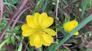 Texas Wildflowers