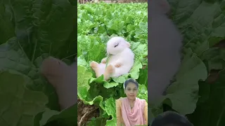 The little rabbit fell asleep while eating vegetables🥬🥬 #karan