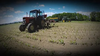 Kukorica sorközművelés 2020🌽/MTz 552&HELTI 7