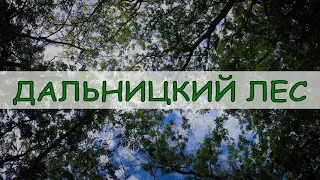 Hike It - Дальницкий лес