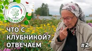 #2 🍓 ЧТО С КЛУБНИКОЙ??? ПОЧЕМУ СОХНУТ ЯГОДЫ НА КЛУБНИКЕ.