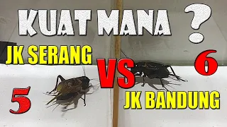 JANGKRIK SERANG VS BANDUNG