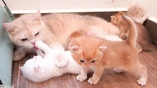 Mother cat gently cares for her cute little cakes.