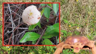 Gopher Tortoise Friendly Plants at Hundred Acre Hollow