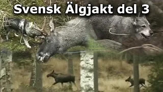 Svensk Älgjakt del 3 (Swedish moose hunting part 3)