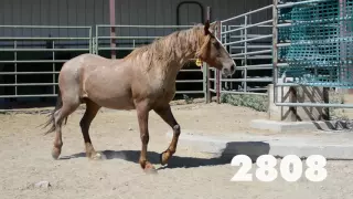 Oregon Wild Horse Adoption, July 2016