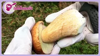 Picking mushroom in Denmark l With Yainang